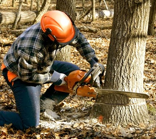 Tree Removal in Vicksburg, MI